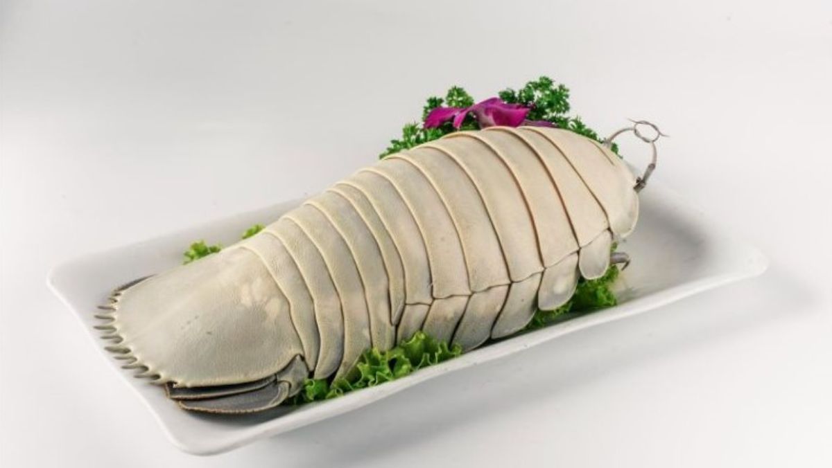 Bọ biển là con gì Bọ biển là con gì