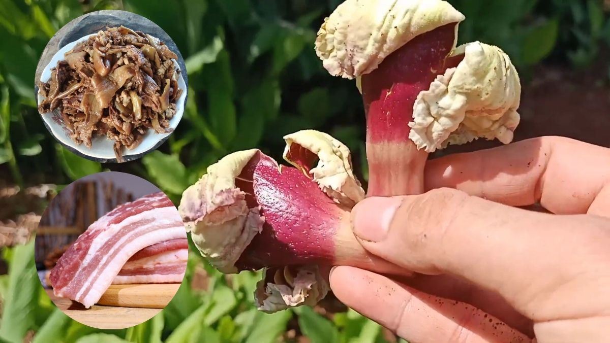 Cách chế biến hoa núc nác khô xào thịt heo ăn một lần ghiền Cách chế biến hoa núc nác khô xào thịt heo ăn một lần ghiền