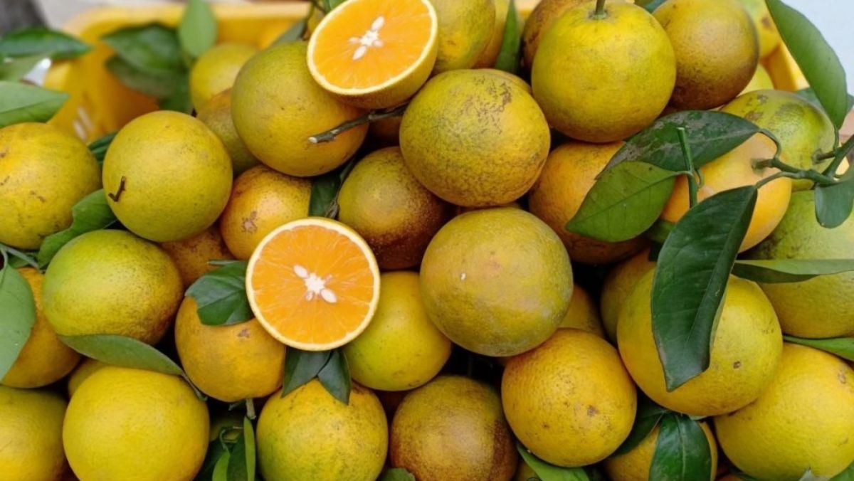 Cam Cao Phong là cam gì? Những món ngon từ cam Cao Phong Cam Cao Phong là cam gì? Những món ngon từ cam Cao Phong