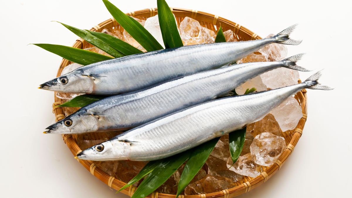 Cá thu đao là cá gì Cá thu đao là cá gì