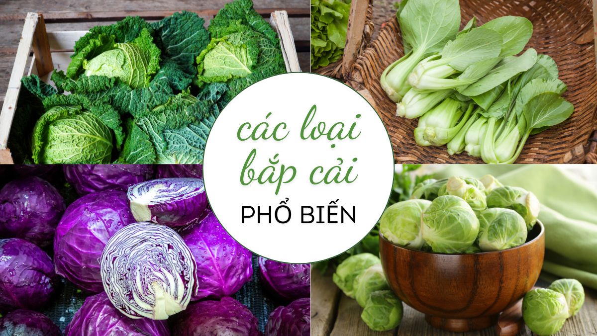 Các loại bắp cải Các loại bắp cải