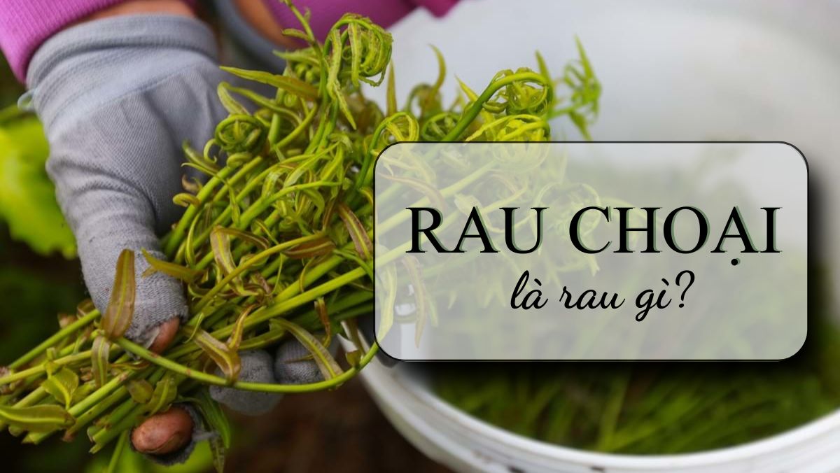 Rau choại là rau là gì? Có phải rau dớn không? Làm món gì ngon? Rau choại là rau là gì? Có phải rau dớn không? Làm món gì ngon?
