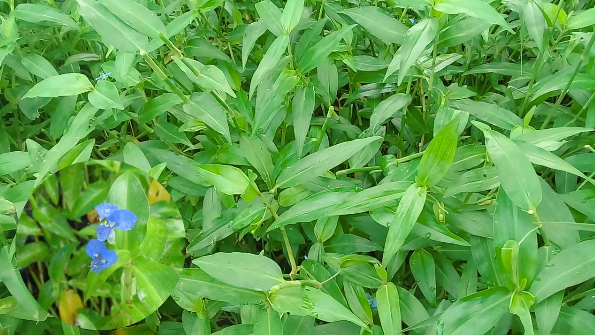 Cây rau trai là rau gì? Cây rau trai là rau gì?