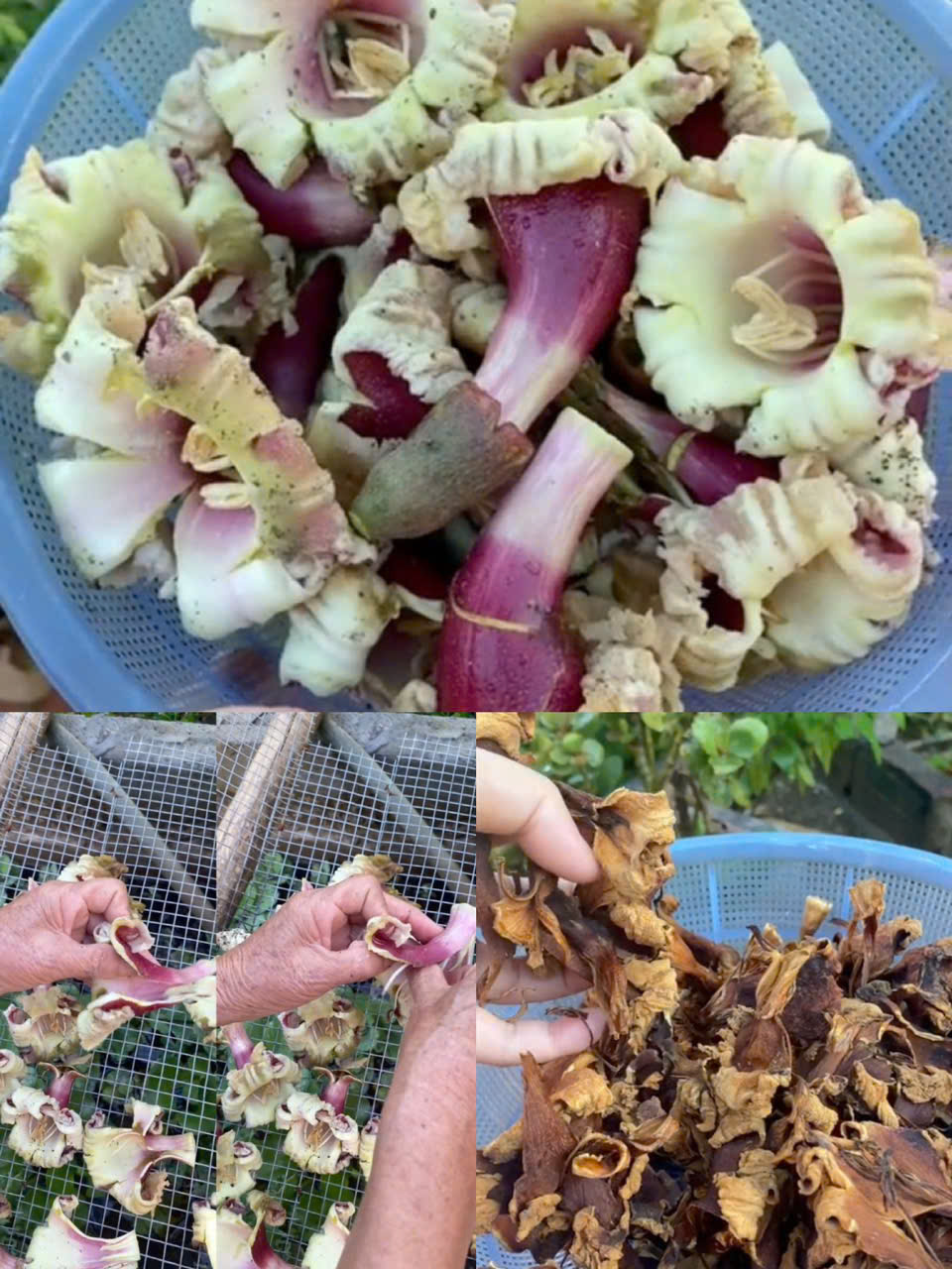 Phơi hoa núc nác Phơi hoa núc nác