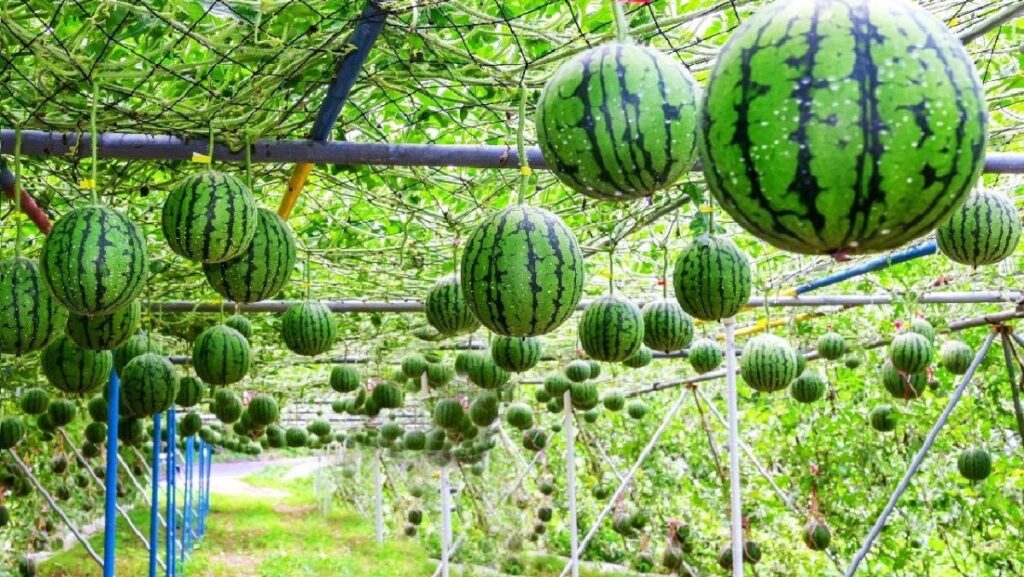 Cách chọn dưa hấu ngon mỏng vỏ và đẹp cho mâm quả ngày Tết 2026