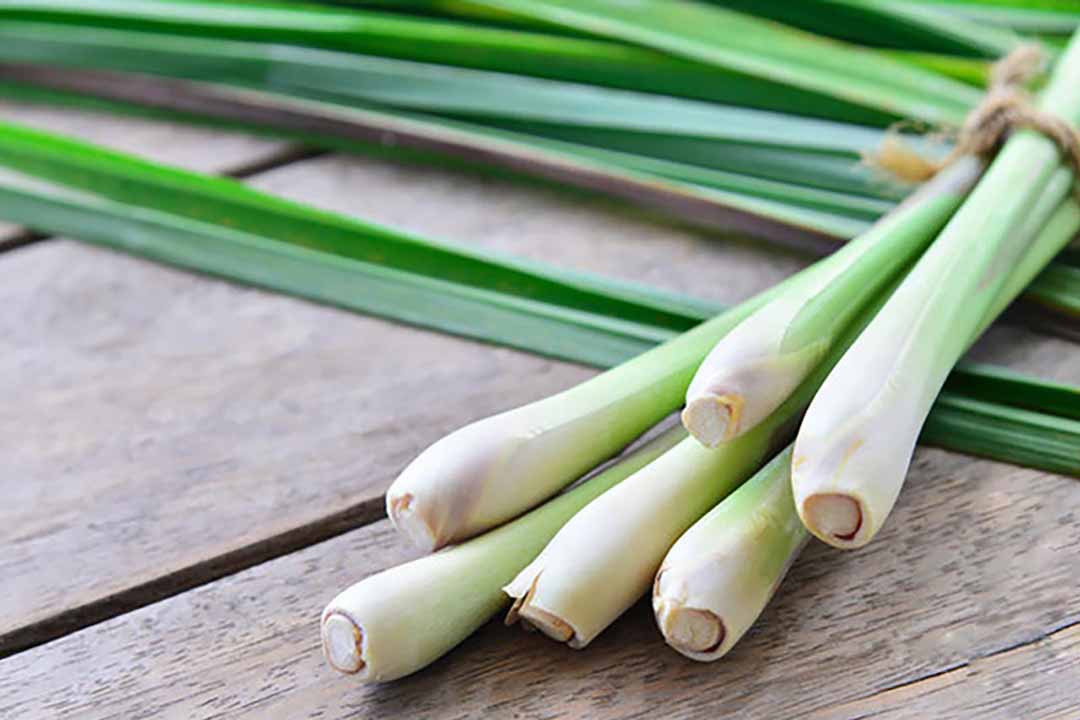 Sử dụng sả hỗ trợ khử mùi phòng hiệu quả Sử dụng sả hỗ trợ khử mùi phòng hiệu quả