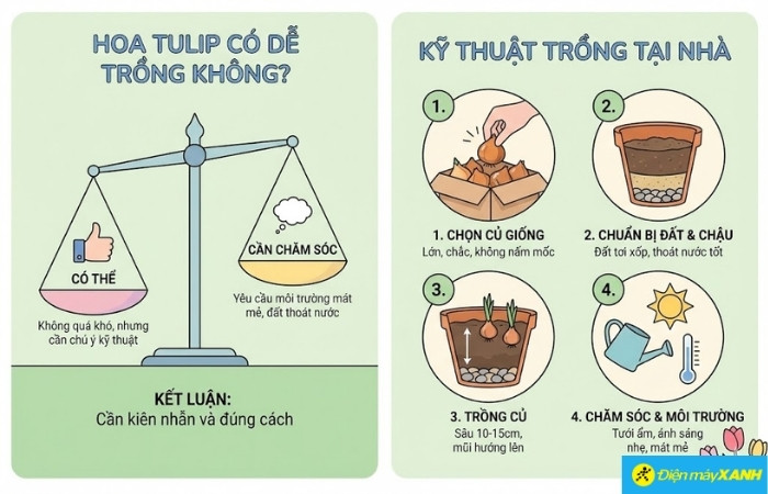 Tulip chủ yếu được trồng từ củ Tulip chủ yếu được trồng từ củ
